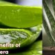 Benefits of Aloevera Aloevera k fayede