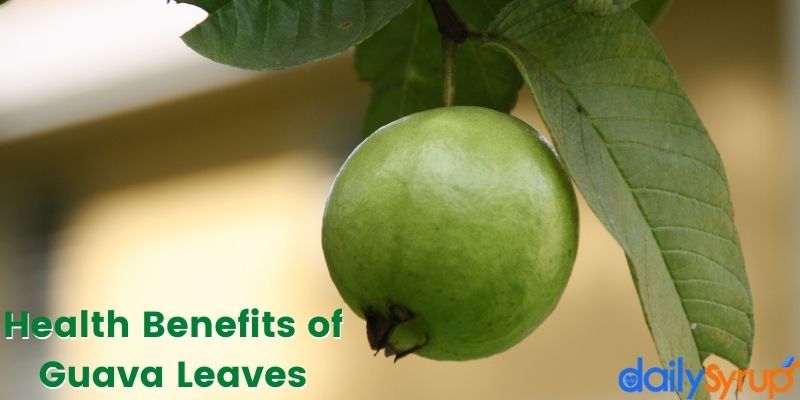 5 Health Benefits of Guava Leaves