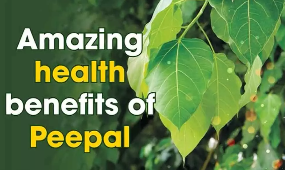 Health Benefits of Peepal Leaves Tree